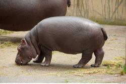 Hippo baby